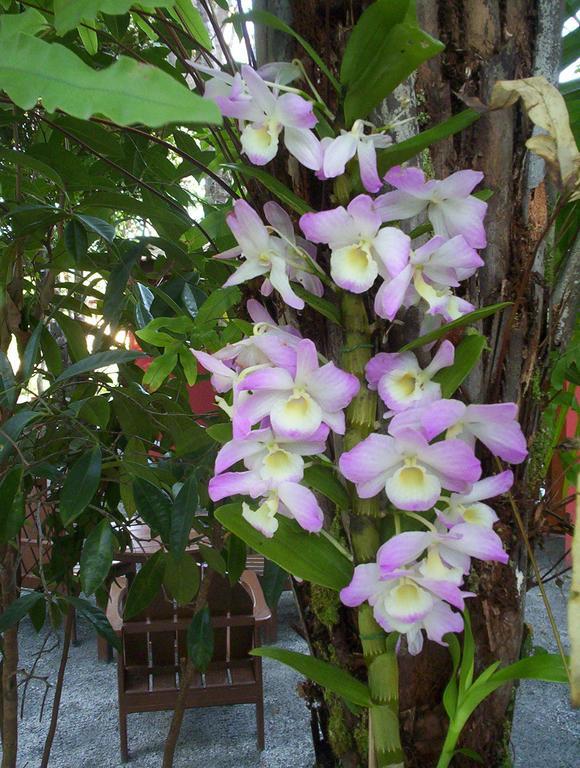 Vila Araticum Praia Santo Andre  Ngoại thất bức ảnh